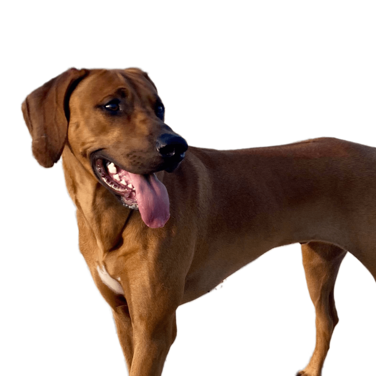 Buddy 2