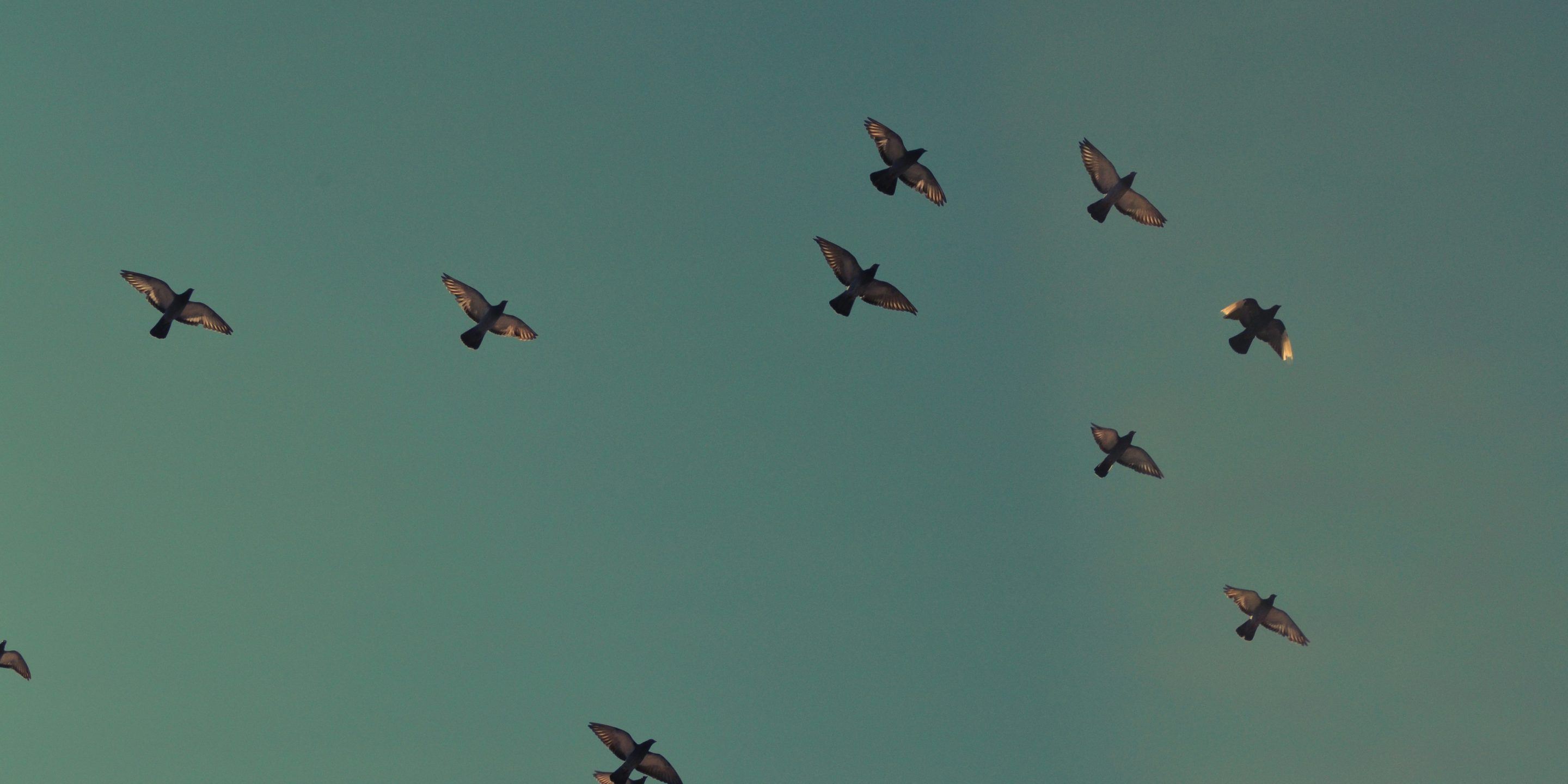Flappy Bird Maker ontkent nieuwe versie: hoe zit het met IE?